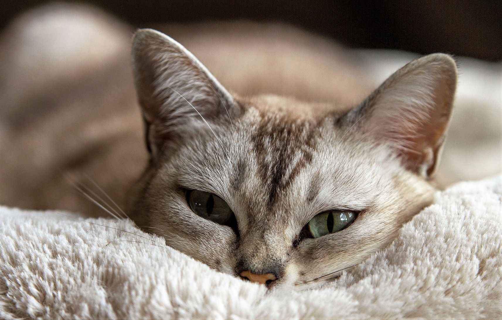 Cat Lying on the Bed