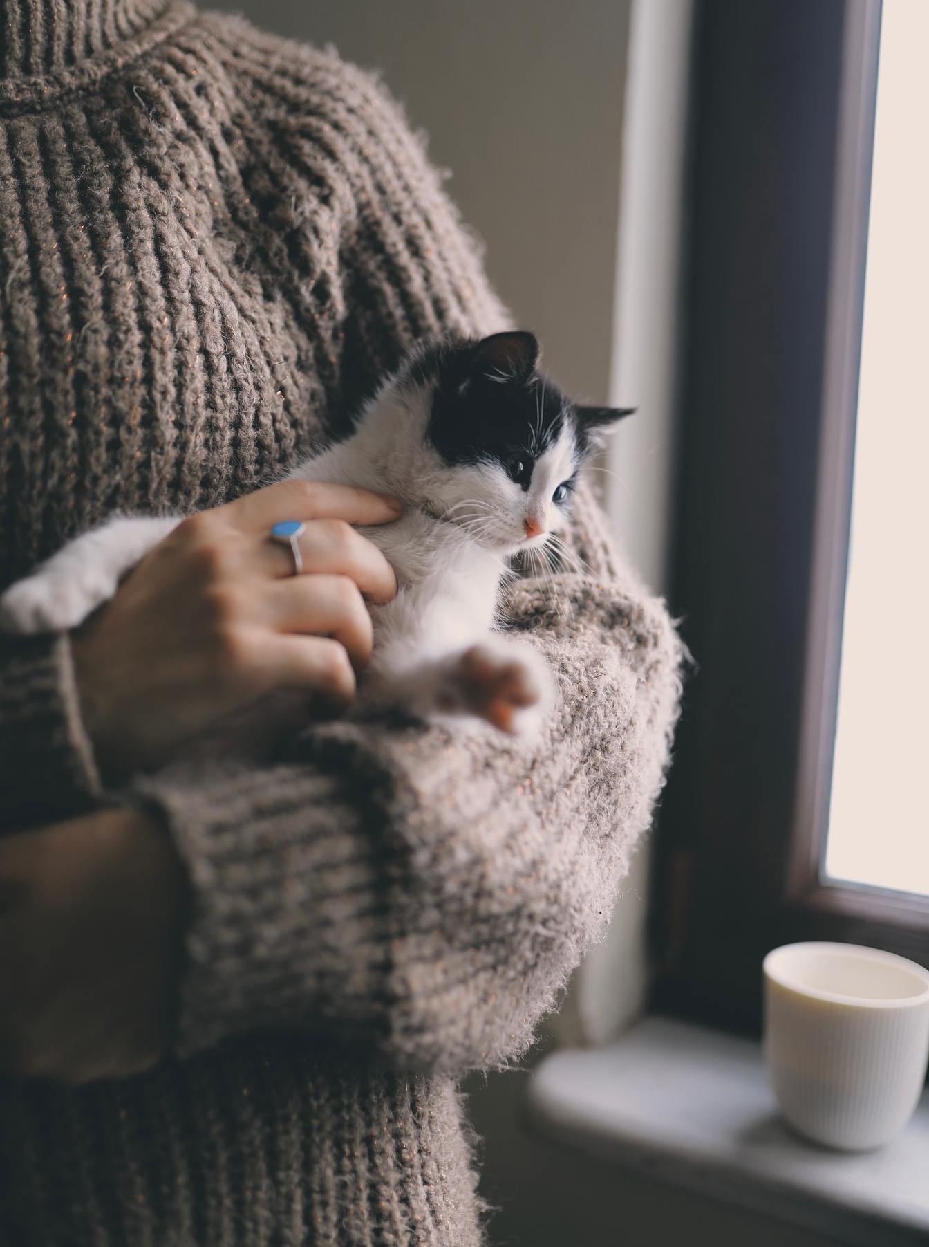 Person Carrying White and Black Cat