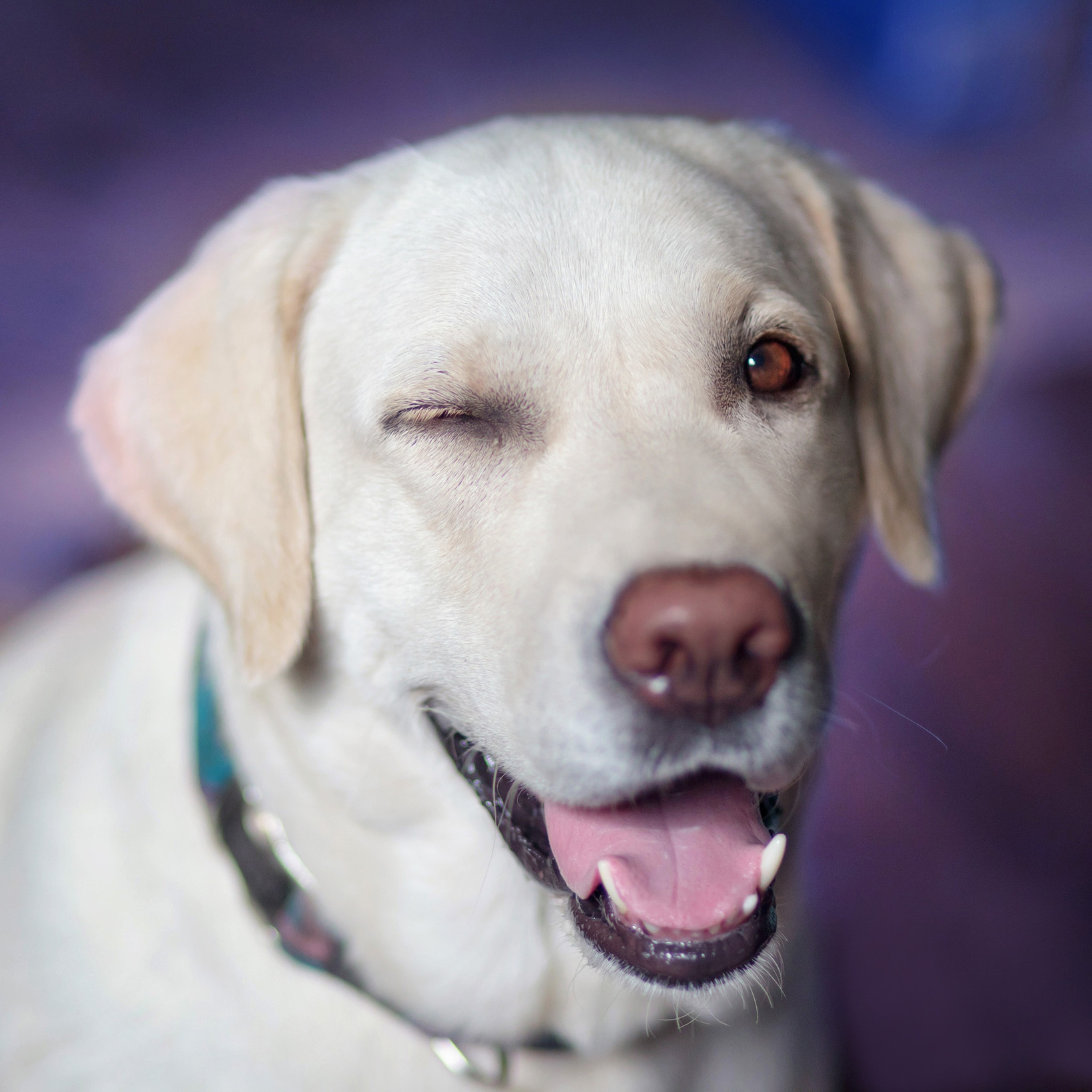 Labrador Dog Blinking Eye