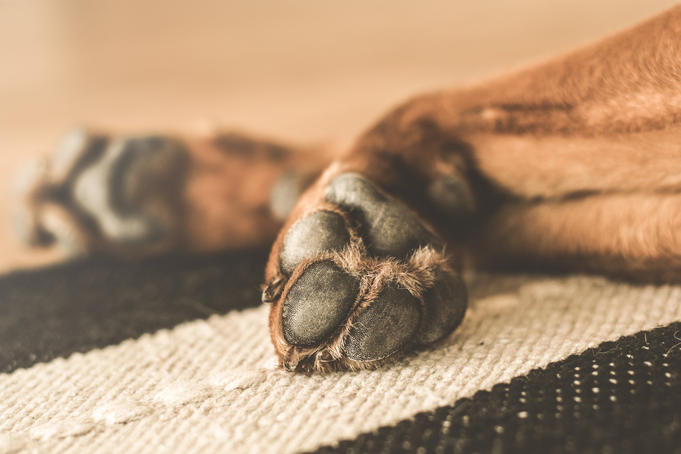 Closeup of dog Paw